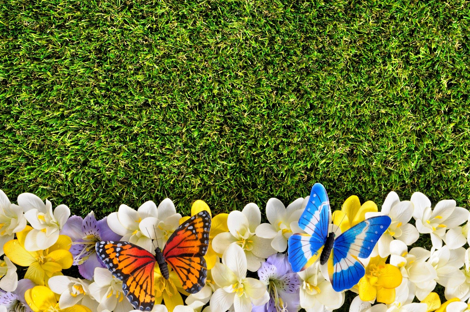 Best Butterfly Garden | Eco-Friendly Outdoor Learnin 1 butterfly-friendly plants