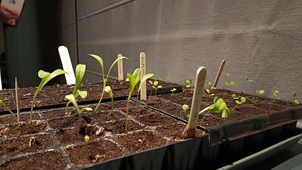 DIY Science Kits at Home: Fun and Educational Experiments for Kids and Families 5 Growing a Seed Plant